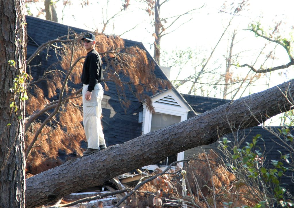 Fallen tree in Hurricane storm